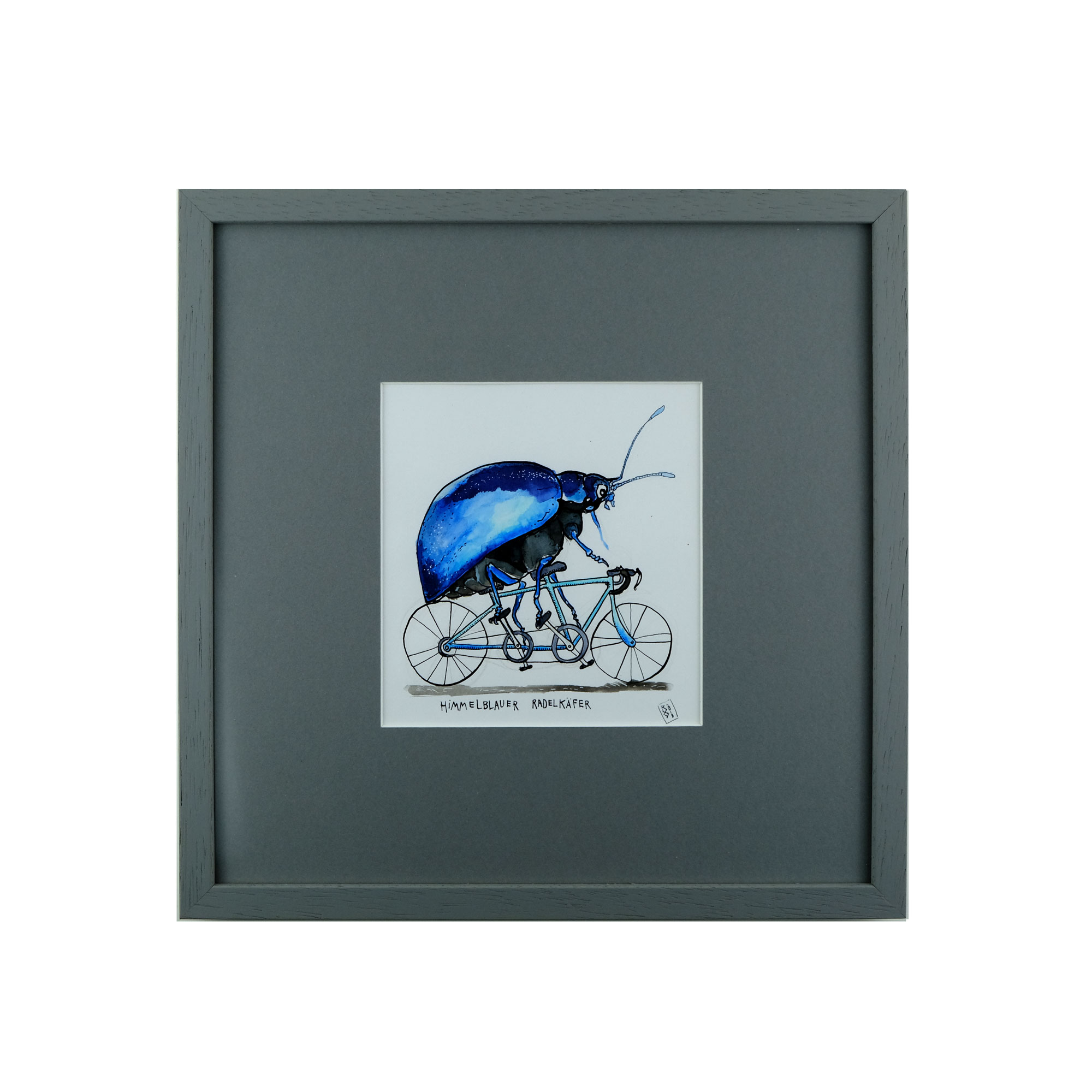 Himmelblauer Radlkäfer